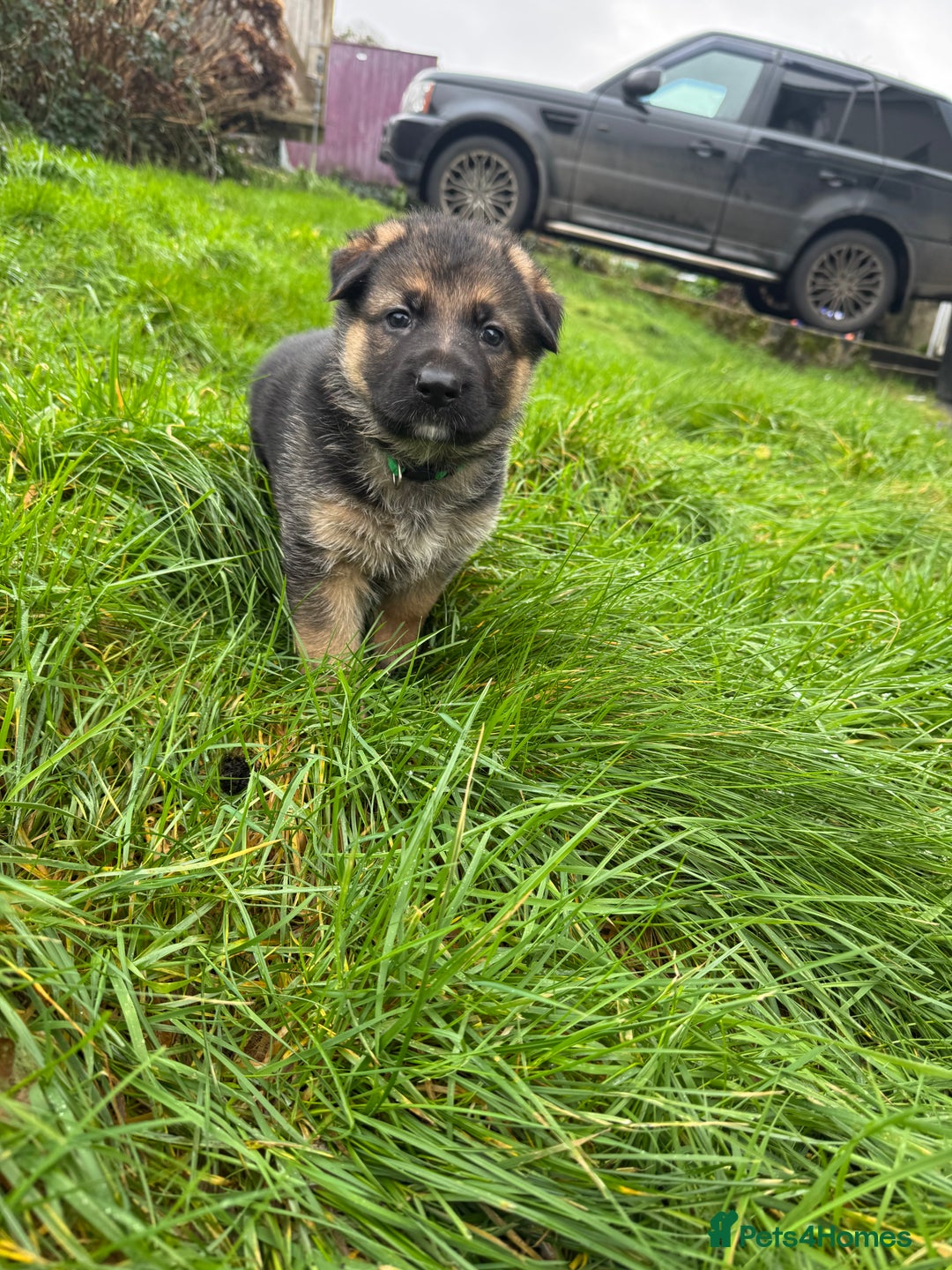 German Shepherd dogs for sale: Gorgeous German shepherd pups - Advert 6
