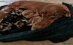 Dachshund dogs for sale: Standard Dachshund Show-quality Puppies - Image 19