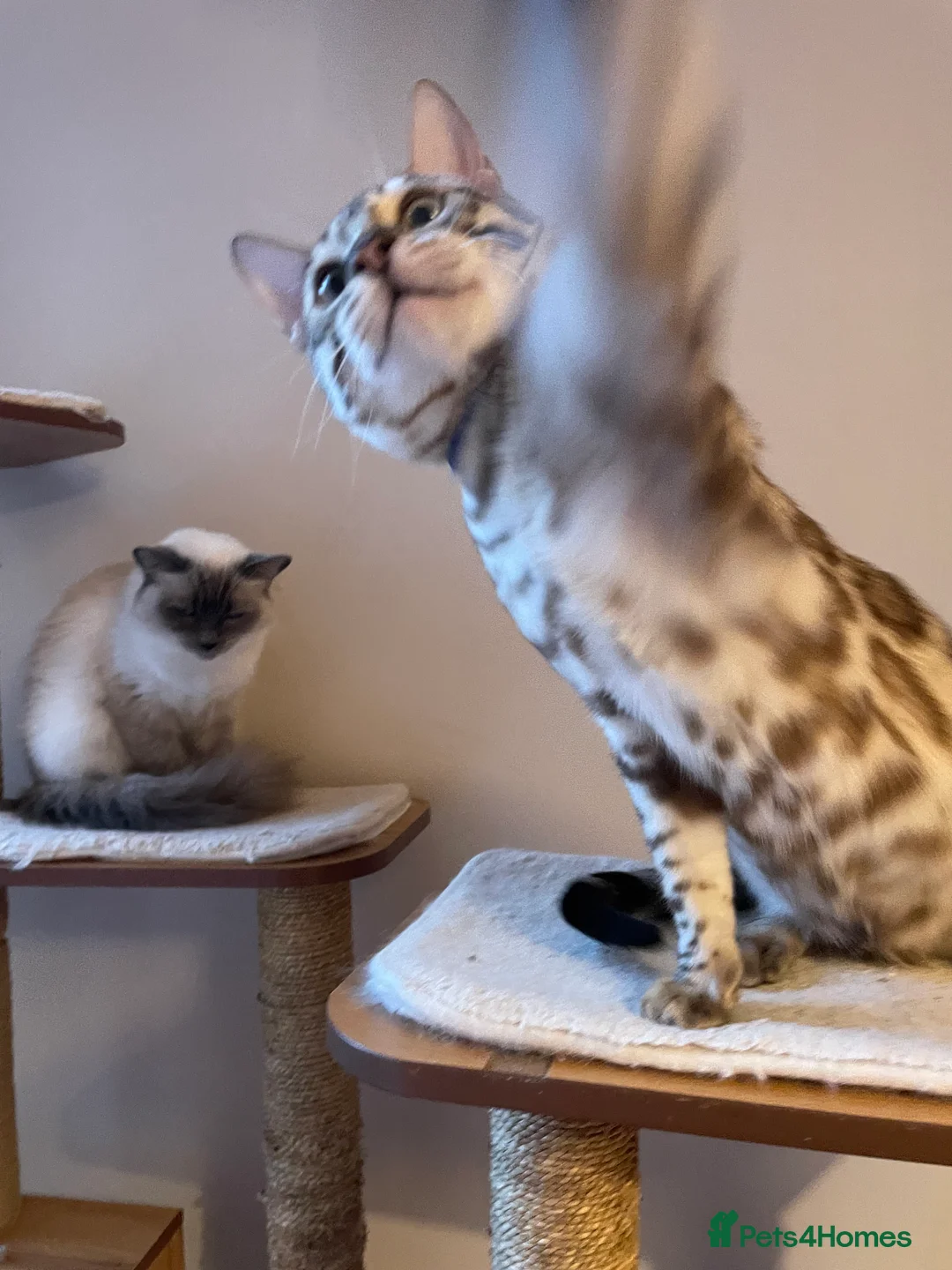 Bengal cats for sale: Outstanding pedigree Bengals - Advert 34