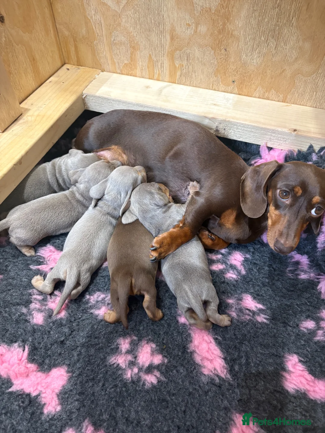 Miniature Dachshund dogs for sale: Two Mini Daschund boys looking for forever home  in Durham - Advert 1