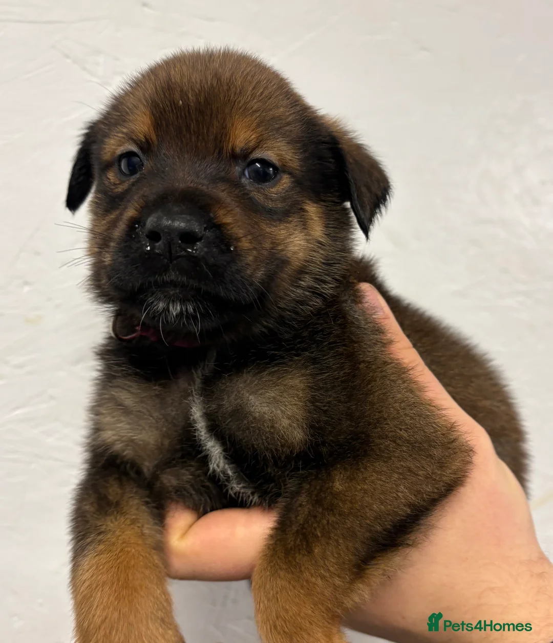 Mixed Breed dogs for sale: Rottweiler x malinois - Advert 28