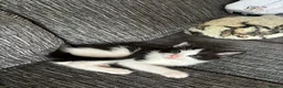 Mixed Breed cats for sale: Kitten  in Birmingham - Advert 2