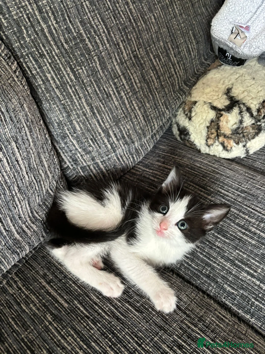 Mixed Breed cats for sale: Kitten  in Birmingham - Advert 2