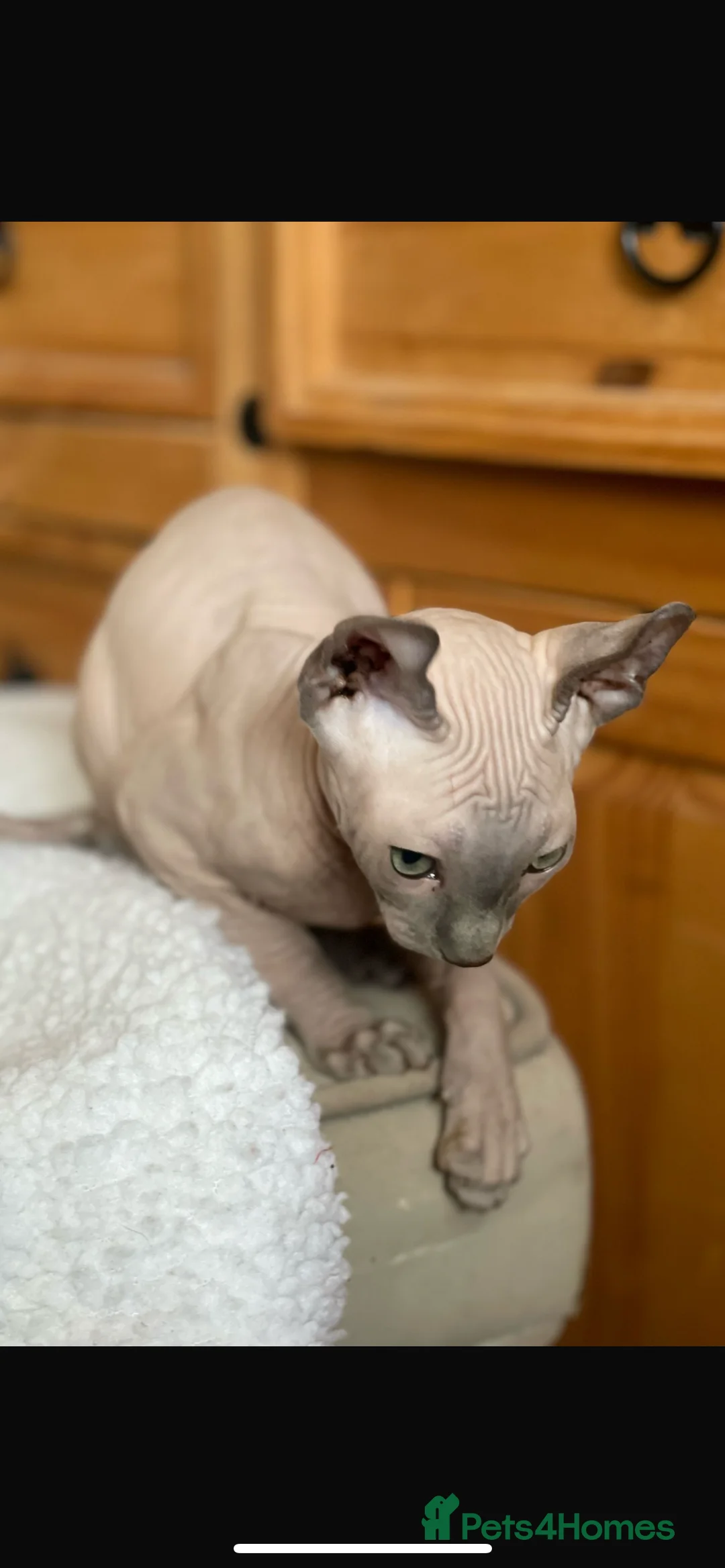 Sphynx cats for sale: Amazing Sphynx & Elf Kittens  - Advert 8