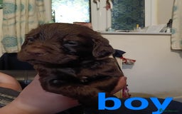 Mixed Breed dogs for sale: Frenchie x Sprocker pups - Image 8
