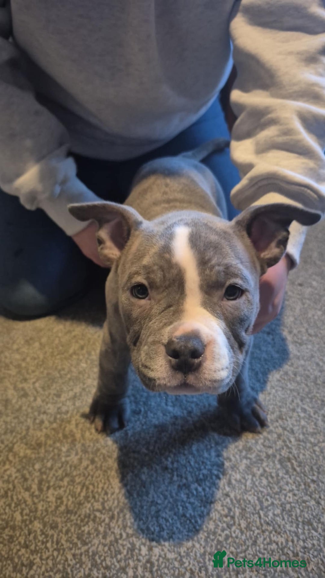 American Bully dogs for sale: 3 American bully’s males  - Advert 11