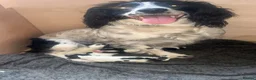 Sprocker dogs for sale: Sprocker spaniel puppies  in Littleborough - Advert 10