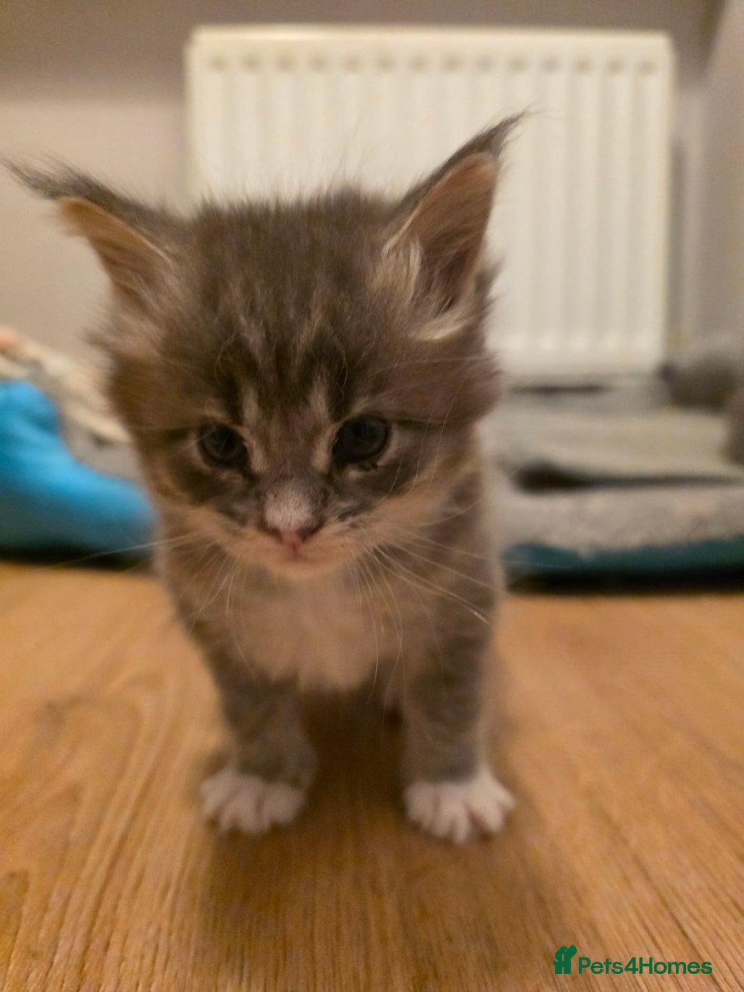 Maine Coon cats for sale: Beautiful Maine Coon Kittens 4 boys/2girl  - Advert 34