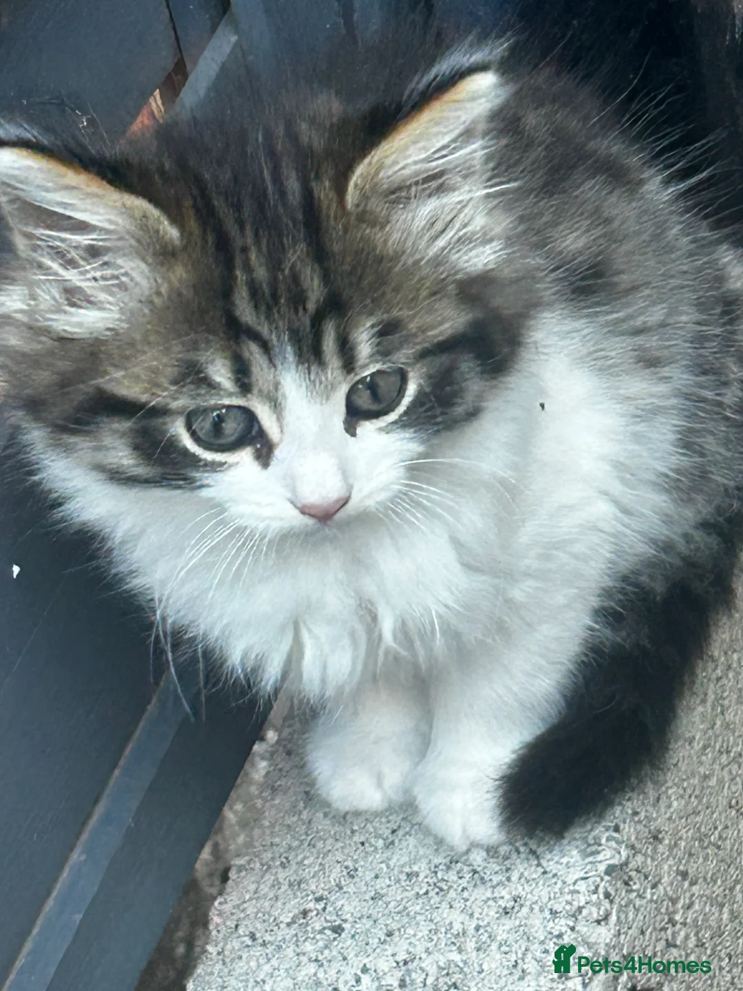 Persian cats for sale: Kitten - Advert 1