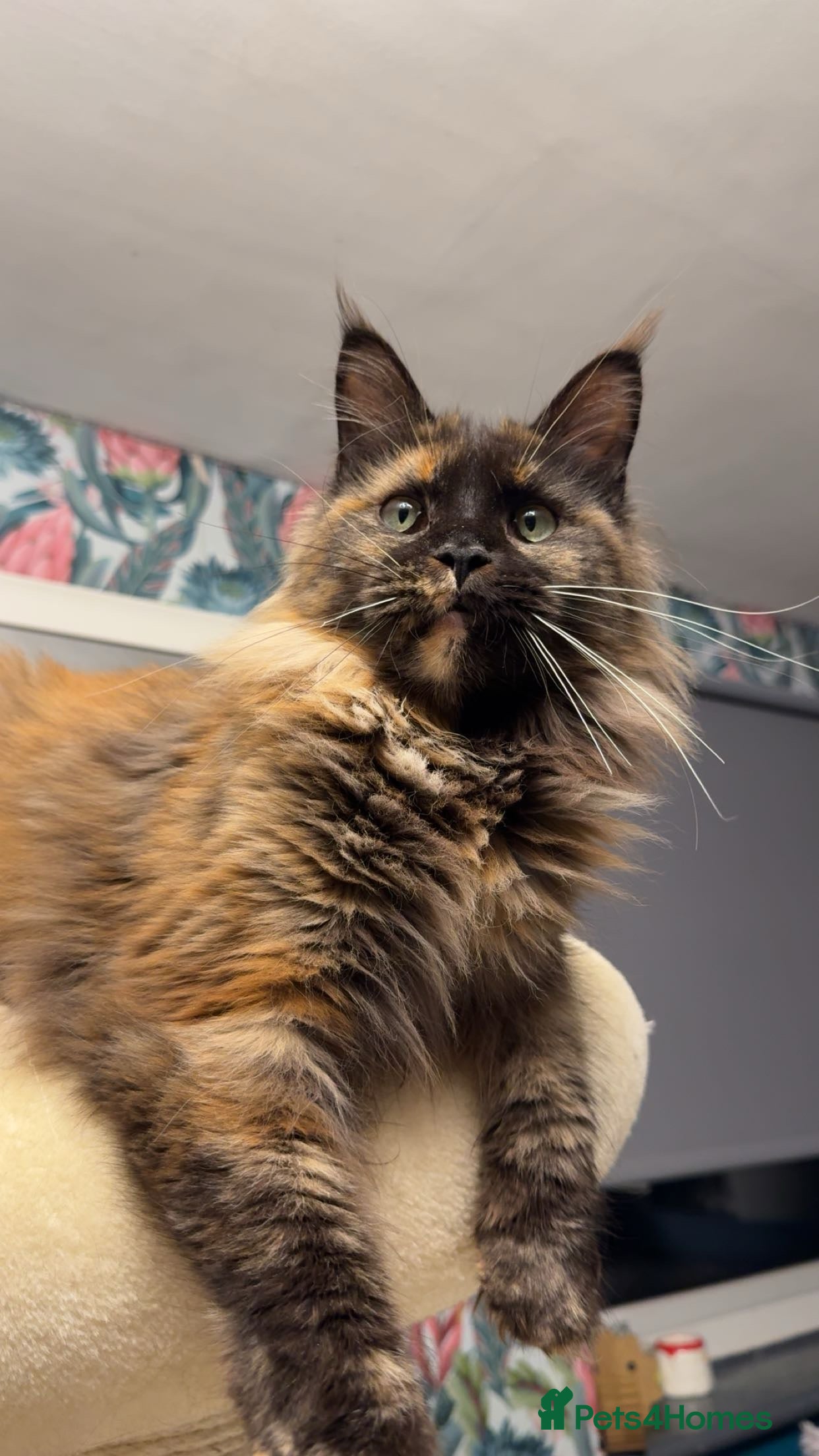 Maine Coon cats Big chunky Russian cubs - Advert 1