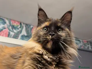 Maine Coon cats Big chunky Russian cubs - Advert 1