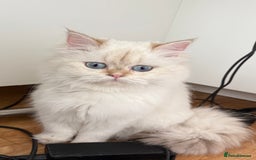 British Longhair cats for sale: British Longhair and Shorthair kittens for sale - Image 8