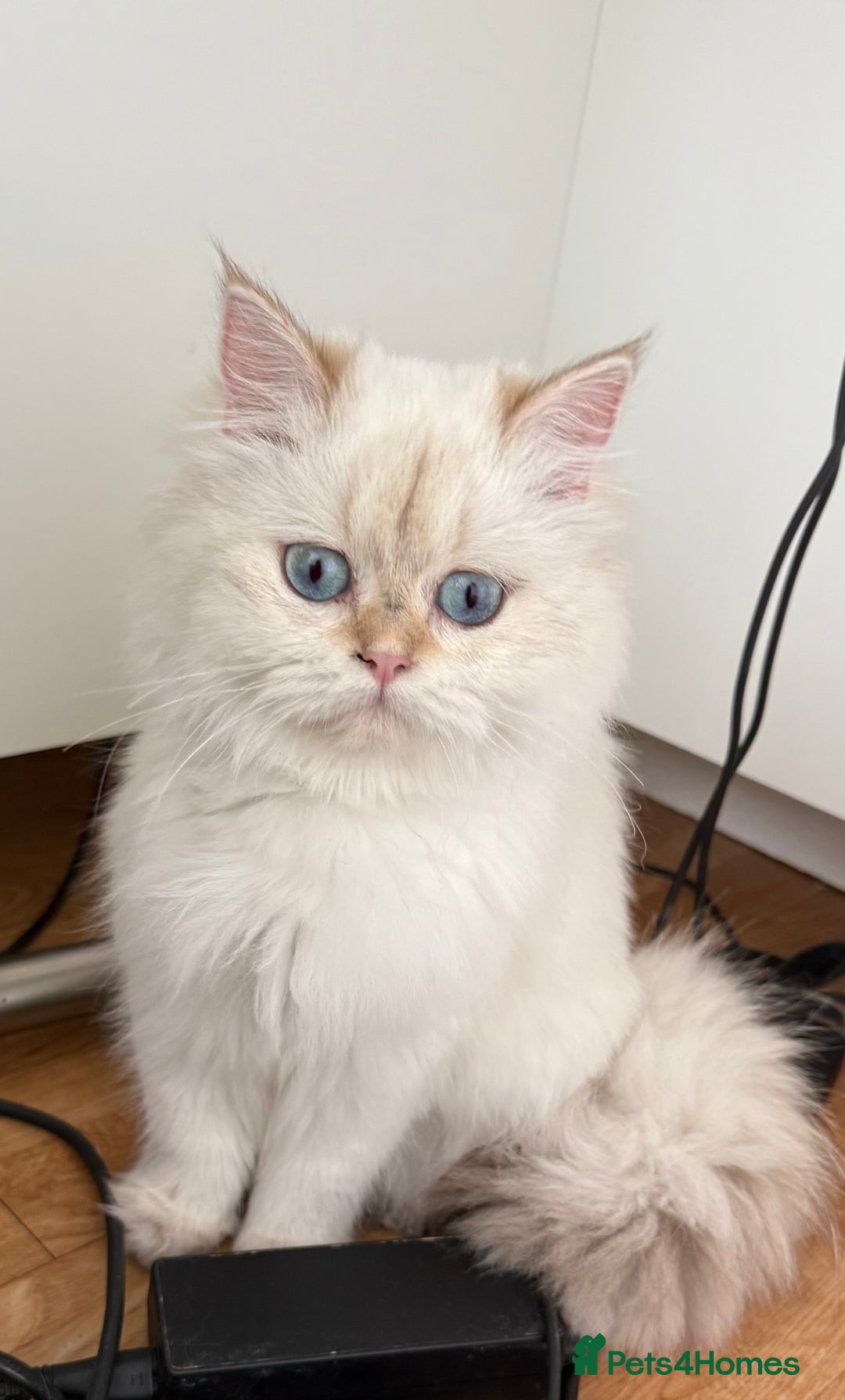 British Longhair cats for sale: British Longhair and Shorthair kittens for sale - Image 8