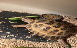 Tortoise reptiles for sale: Male horse fields tortoise  - Image 2