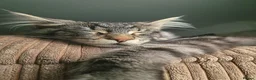Maine Coon cats for stud: Niklouse  in Mold - Advert 3