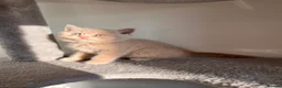British Shorthair cats for sale: Unique British Shorthair Kittens 🐈✨ - Advert 9
