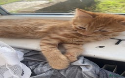 Mixed Breed cats for sale: 3 cats for sale! - Image 1