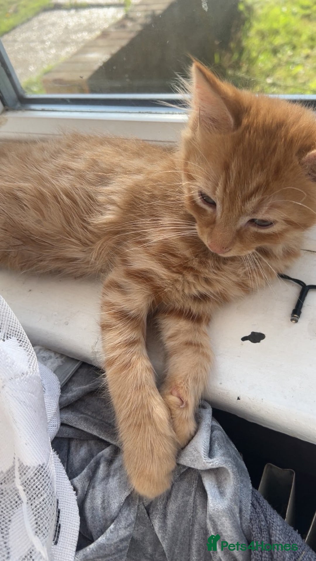 Mixed Breed cats for sale: 3 cats for sale! - Image 1