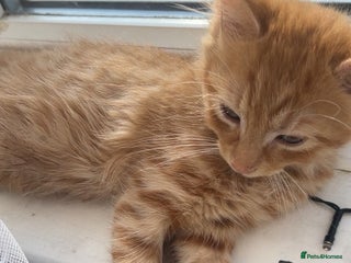 Mixed Breed cats - Advert 22