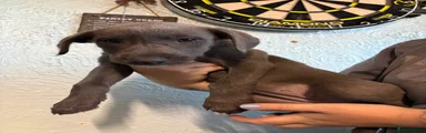 Echo