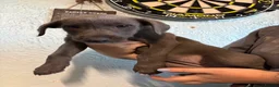 Mixed Breed dogs for sale: Last 3 beautiful whippet lurcher pups  in Stoke-on-Trent - Advert 11