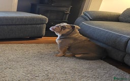English Bulldog dogs for sale: Lilac and tan english bulldog  - Image 14