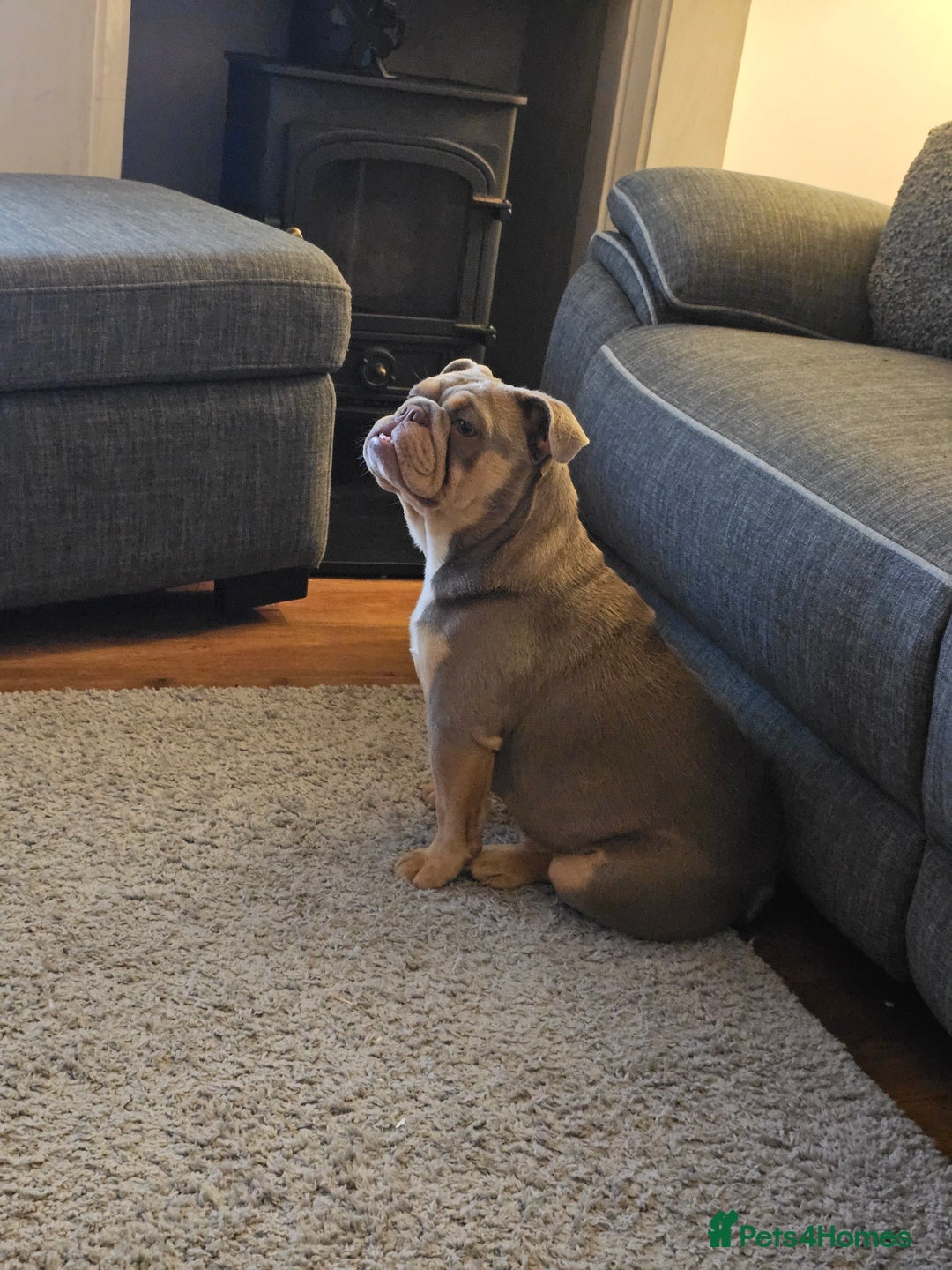 English Bulldog dogs for sale: Lilac and tan english bulldog  - Image 14