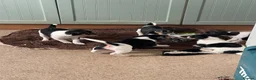 Jack Russell dogs for sale: Jack Russell pups for sale  - Advert 3
