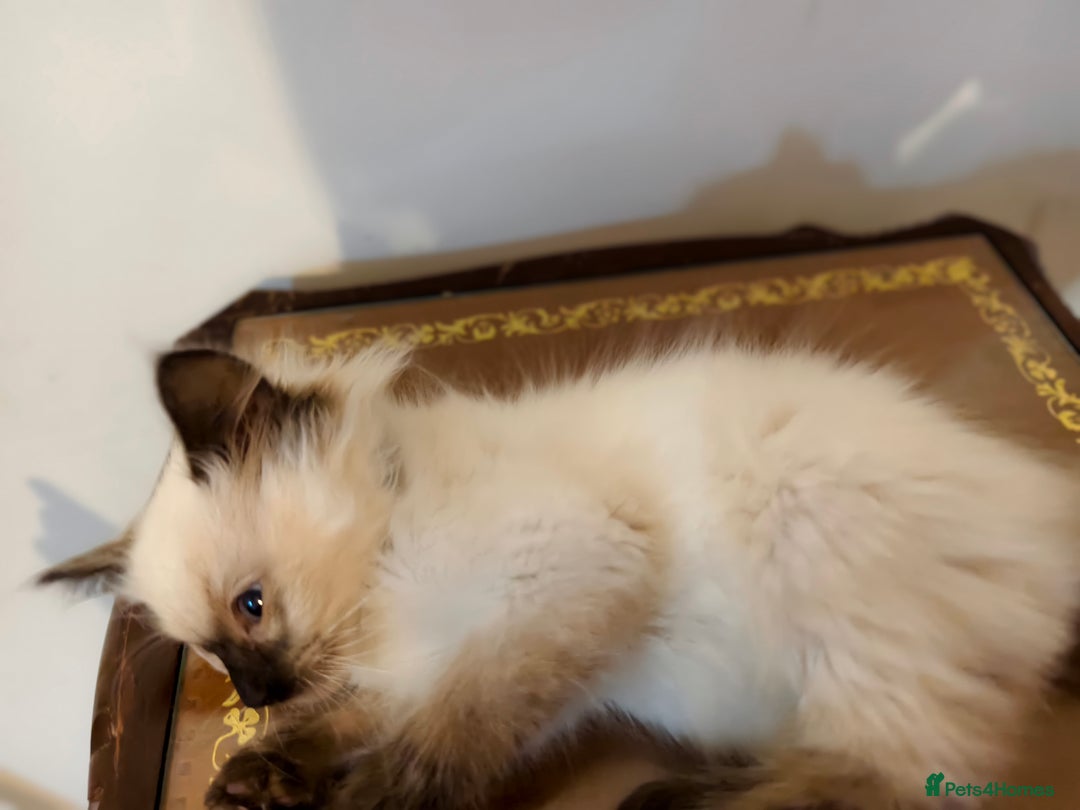 Ragdoll cats for sale: Beautiful Ragdoll Kittens Ready for Sale! - Advert 13