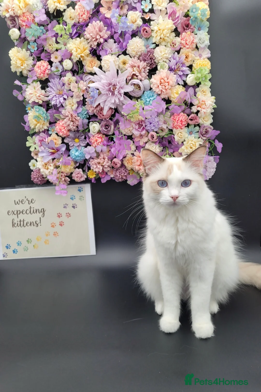 Ragdoll cats for sale: Purebred registered Ragdolls in Edenbridge - Advert 2
