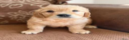 Golden Retriever dogs for sale: Beautiful KC Golden Retrievers  - Advert 11