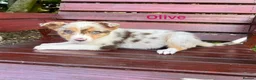 Border Collie dogs for sale: Red / White + Red Merle Border Collie Puppies - Advert 11