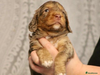 Cockapoo dogs Cockapoo puppies - Advert 14