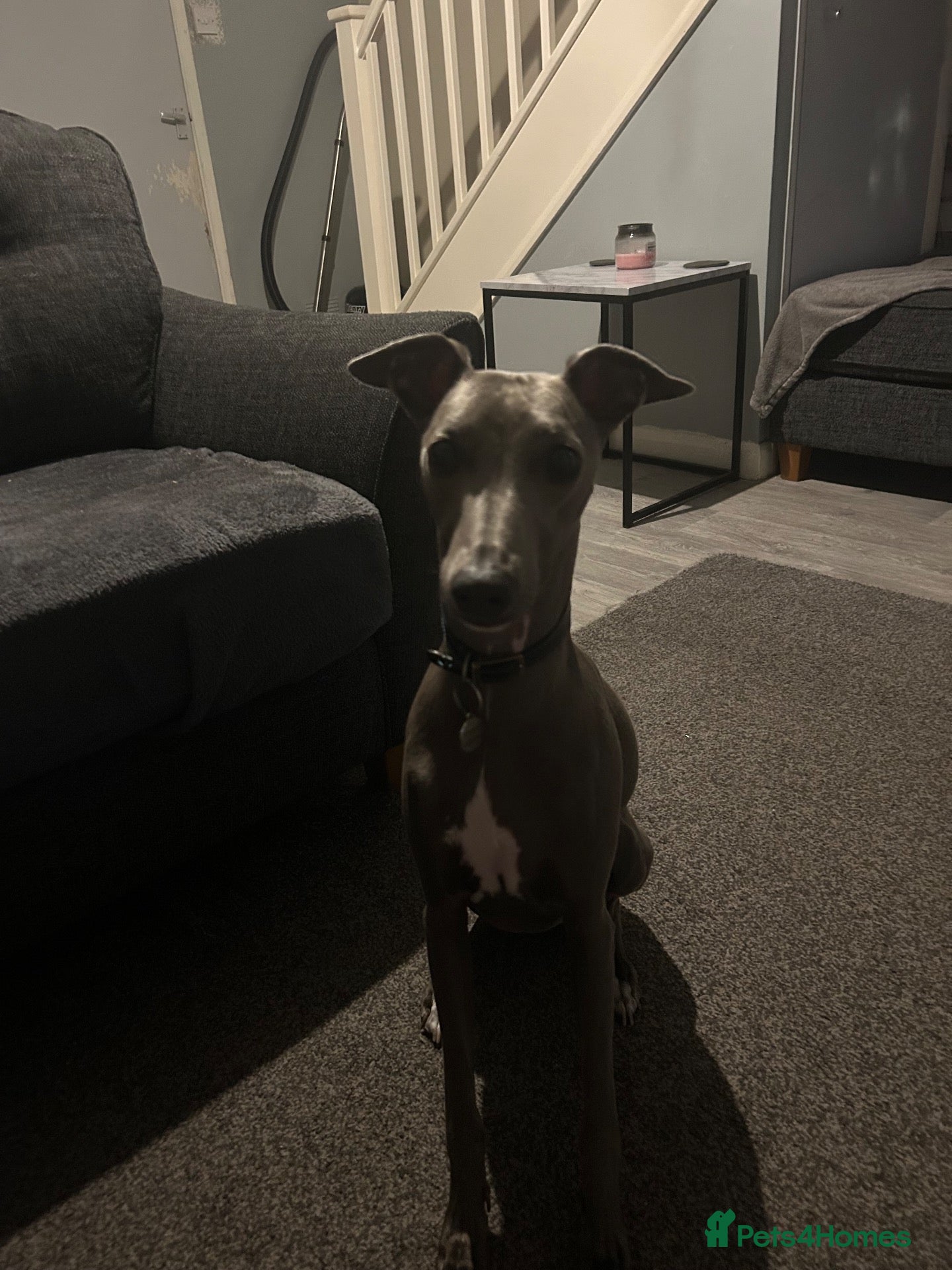 Whippet dogs KC registered male whippet  - Advert 5