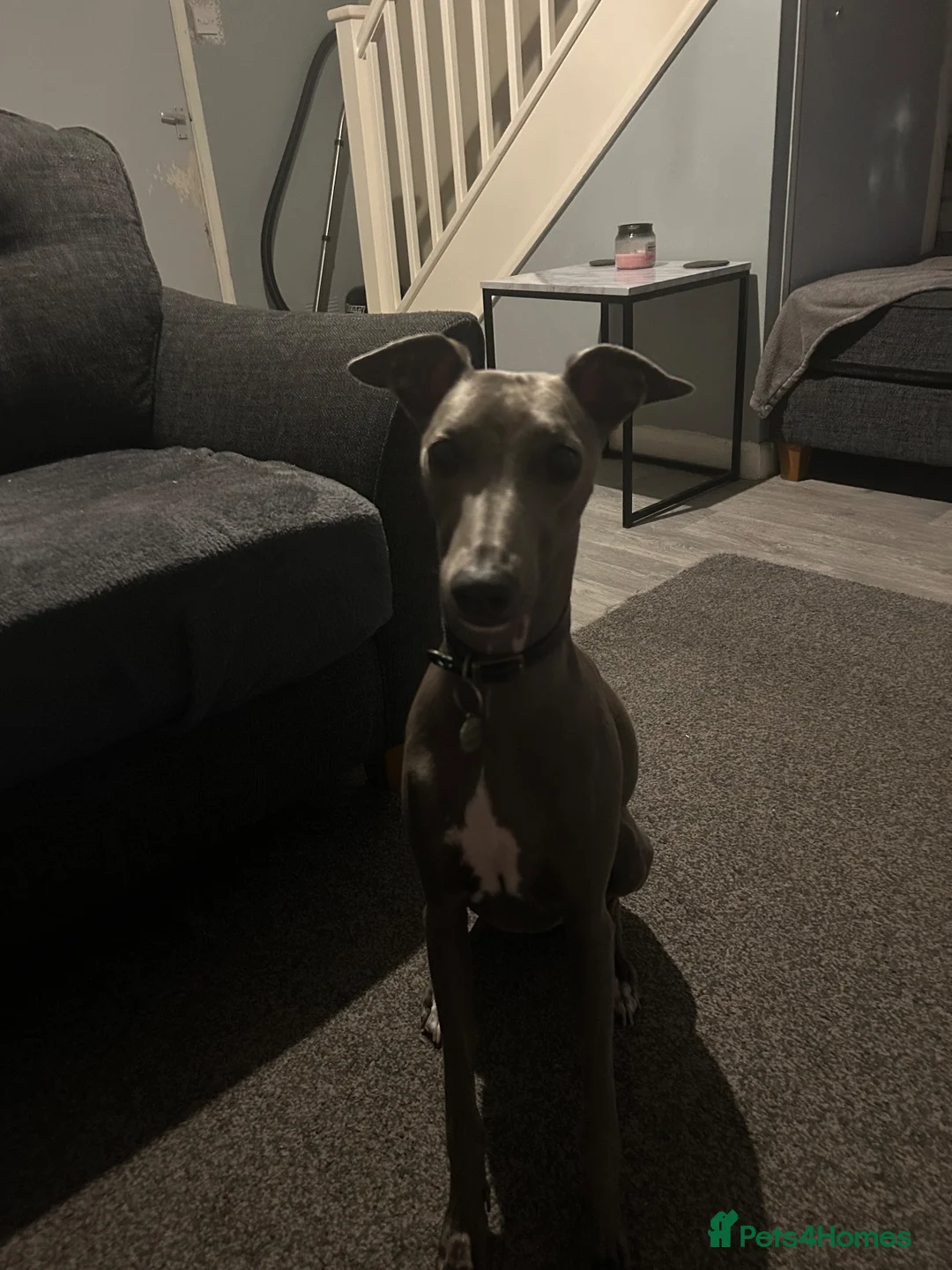 Whippet dogs for sale: KC registered male whippet  in Melton Mowbray - Advert 1