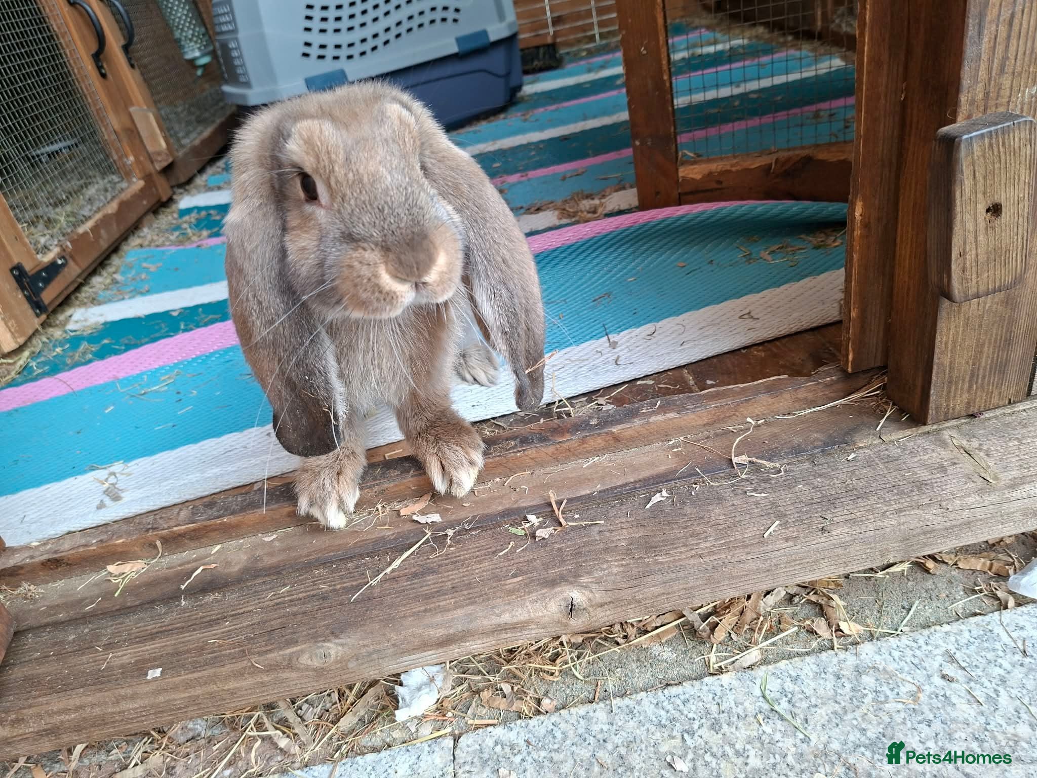 French Lop rabbits Vaccinated baby french lop - Advert 1