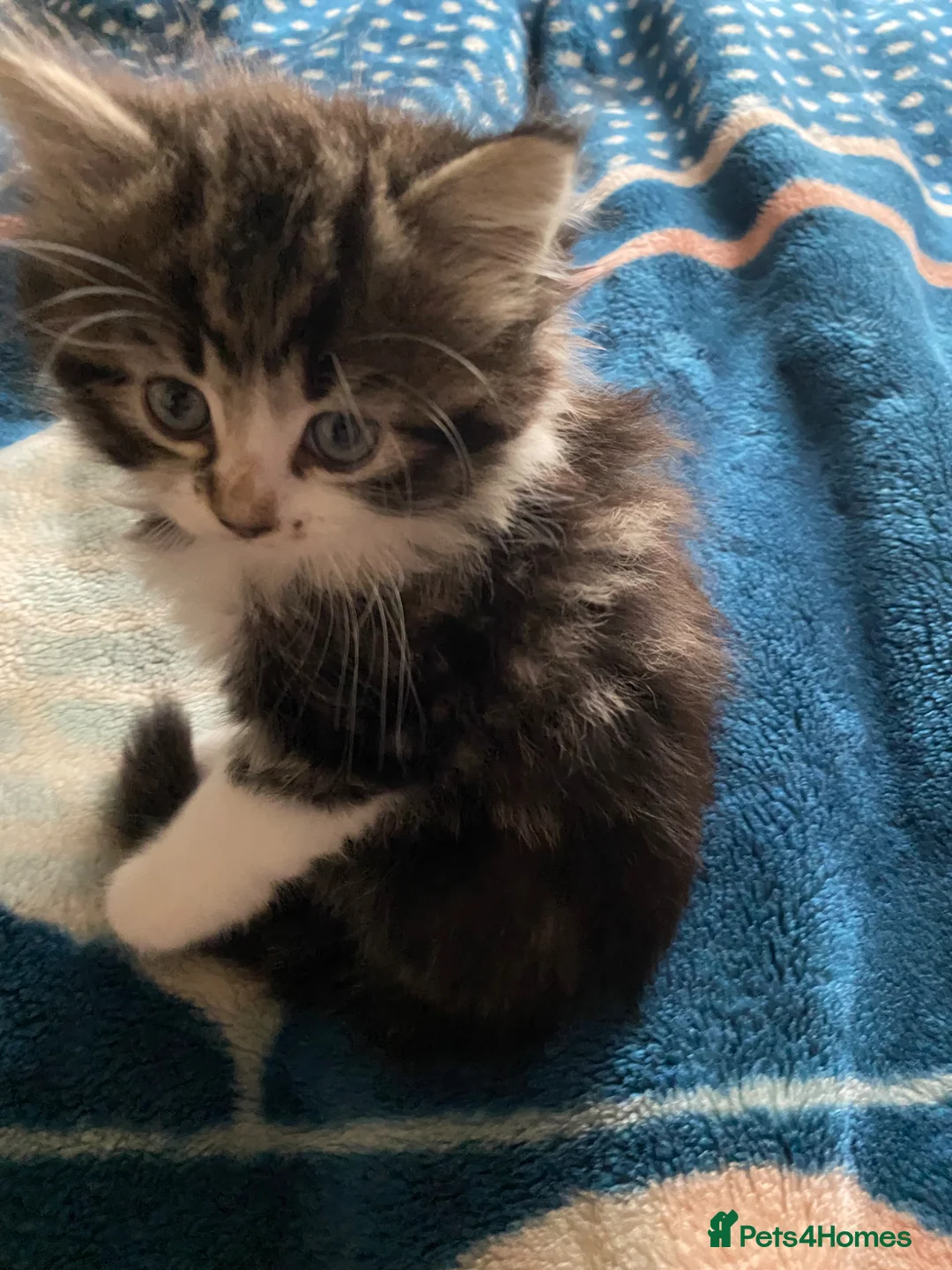 Mixed Breed cats for sale: Cutest Mixed Kittens! - Advert 16
