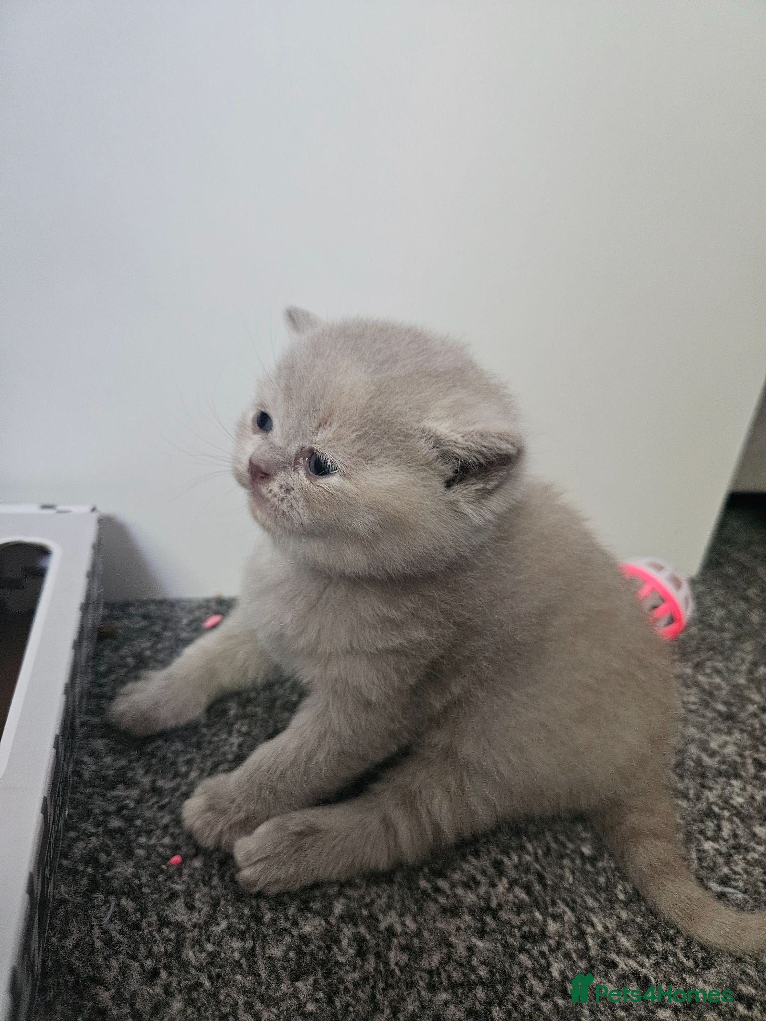 British Shorthair cats  British shorthair  - Advert 2