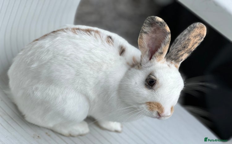 English Spot rabbits - Advert 10