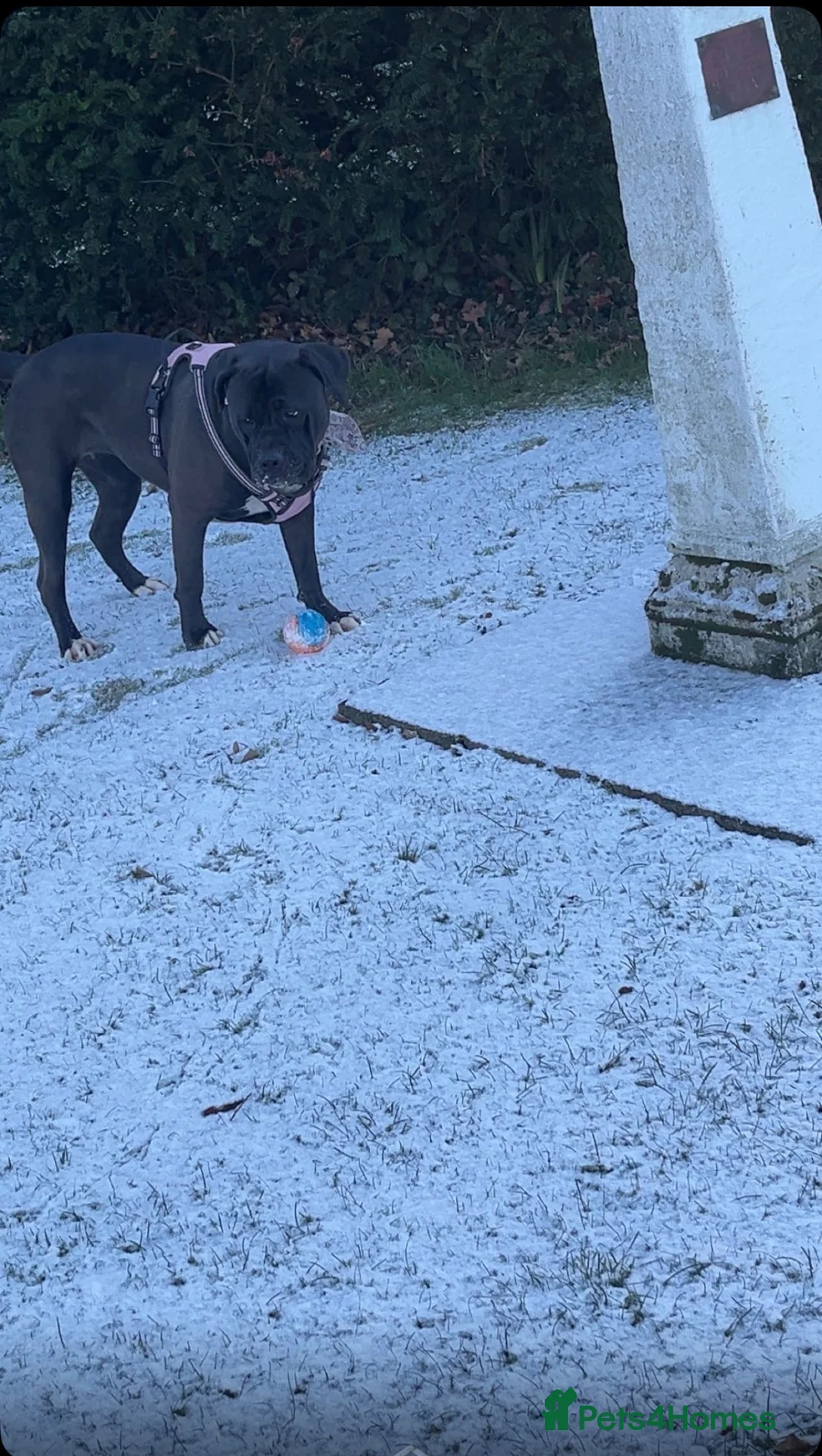 Mixed Breed dogs for sale: Widow in Walton on the Naze - Advert 3