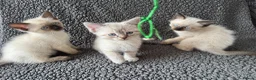 Mixed Breed cats for sale: Devon Rex x Siamese Kittens Ready End of June - Advert 1