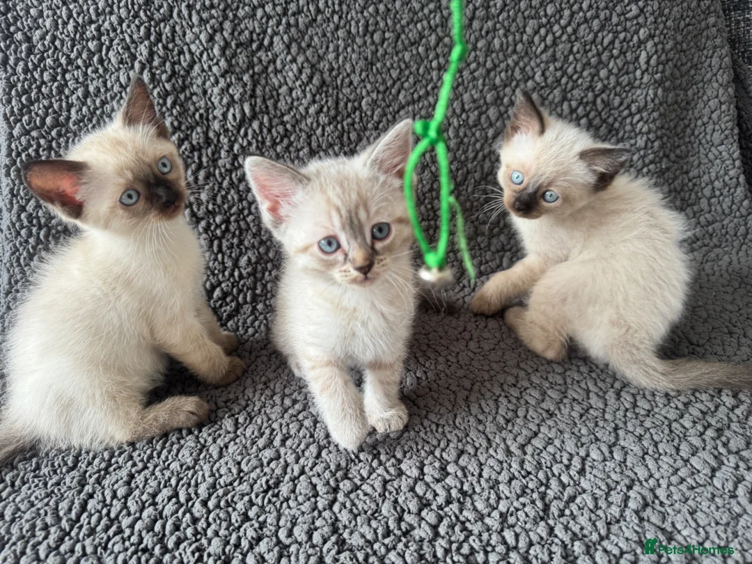 Mixed Breed cats for sale: Devon Rex x Siamese Kittens Ready End of June - Advert 1