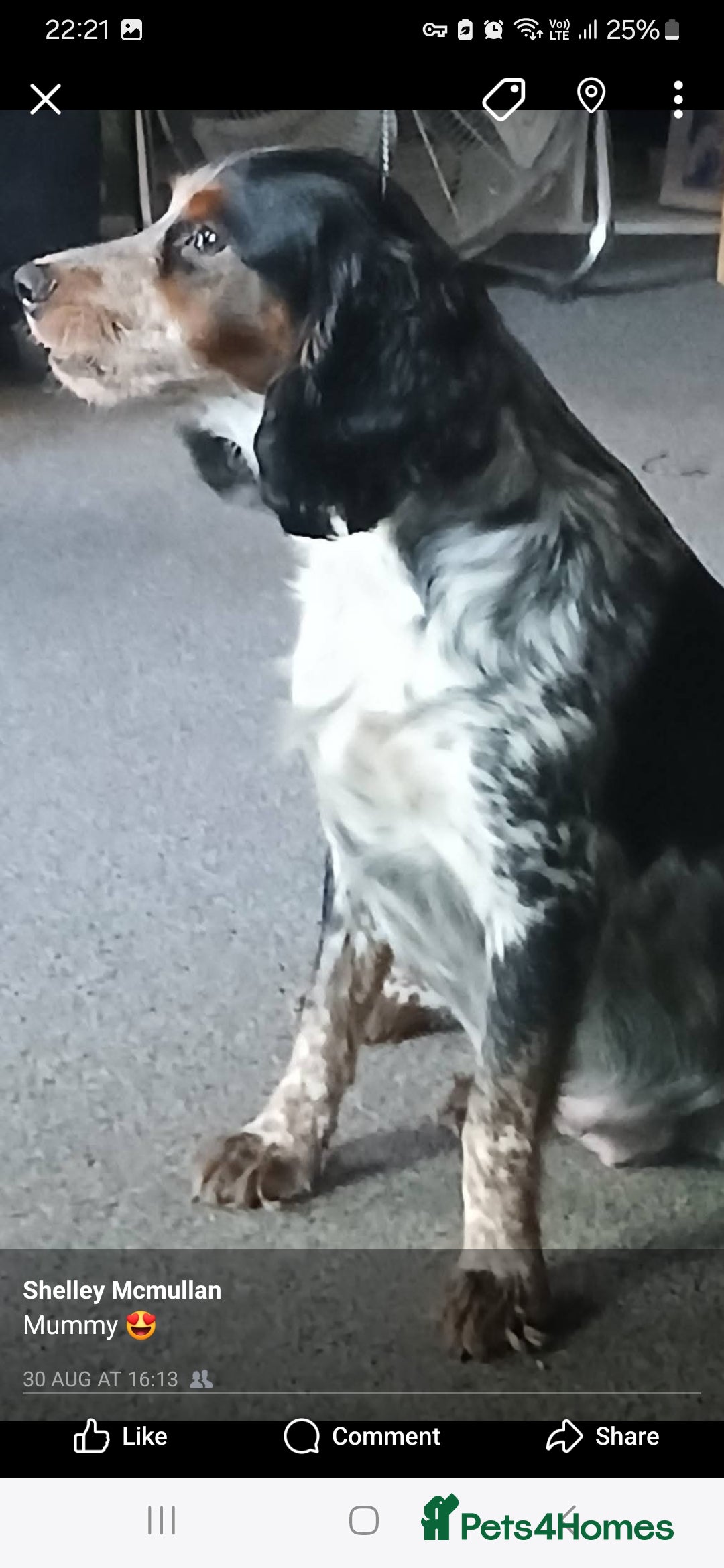 Mixed Breed dogs for sale: Beautiful puppies  - Image 8
