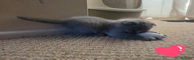 Scottish Fold Kitten 1