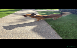 Mixed Breed dogs for sale: Adorable female is looking for new home - Image 2