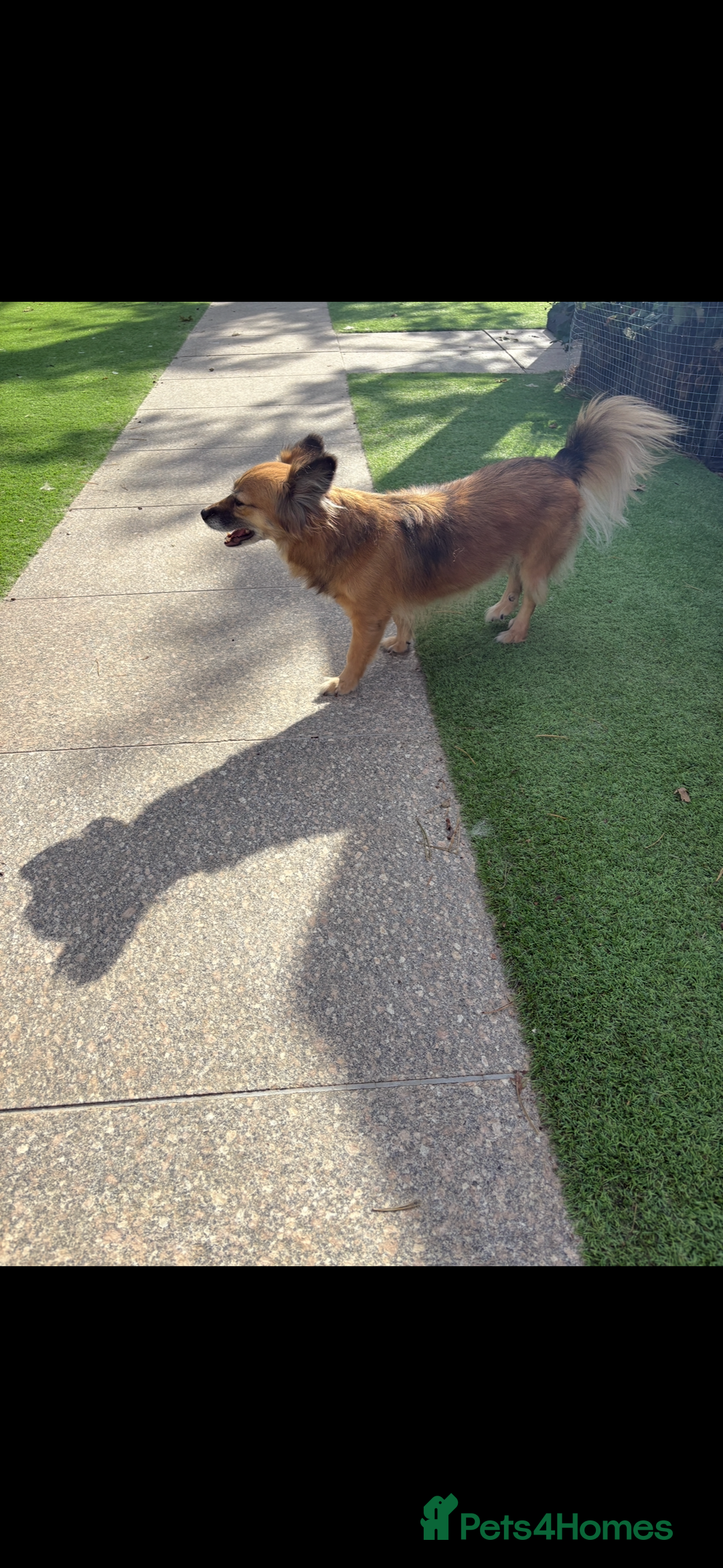 Mixed Breed dogs for sale: Adorable female is looking for new home - Image 2