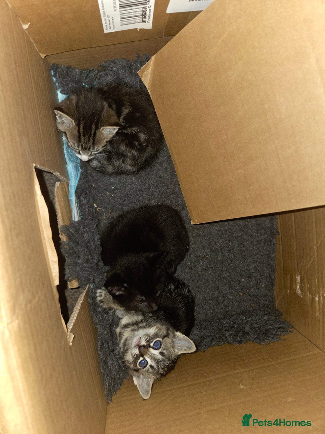 Mixed Breed cats for sale: 5 beautiful kittens - Advert 7