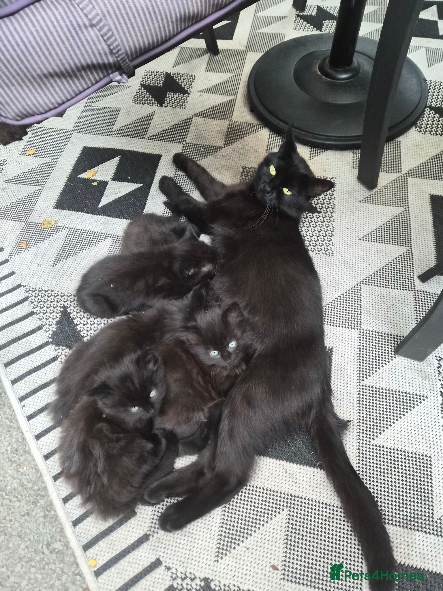 Mixed Breed cats 3 beautiful black  country kittens.  - Advert 2
