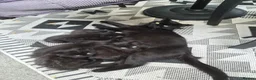 Mixed Breed cats for sale: 3 beautiful black  country kittens.  - Advert 1