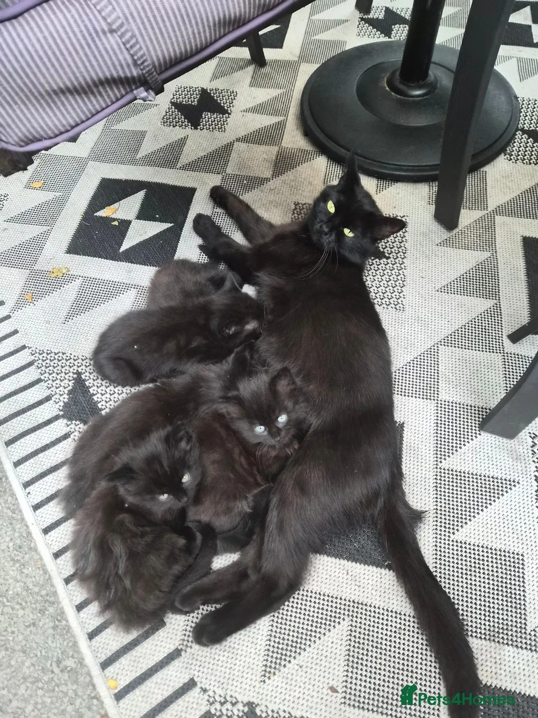 Mixed Breed cats for sale: 3 beautiful black  country kittens.  - Advert 1